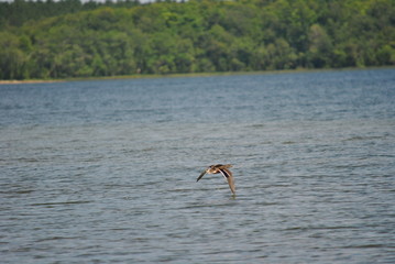 duck taking off