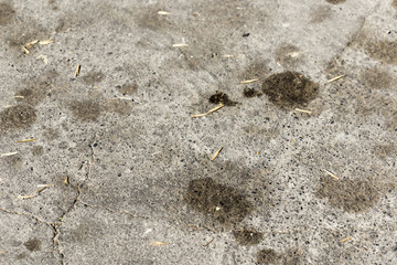 a drop of car oil on the asphalt