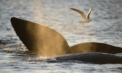 Fototapeta premium Wieloryb. Wieloryb biskajski południowy.