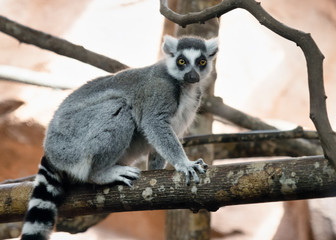 Zoo lemur on a branch