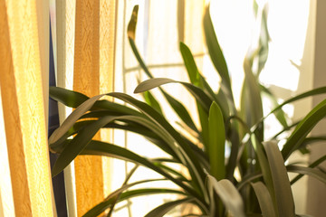 flower of a house in a pot stands on a window during sunset