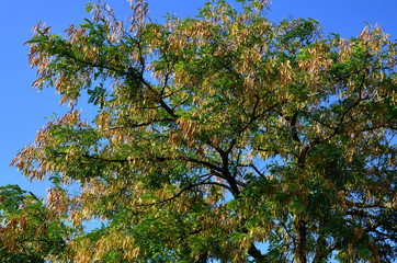 Tree of white acacia in late summer.