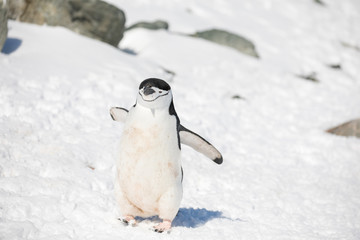 penguin in the arctic