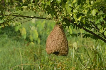 a bird nest