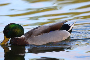 Obraz premium mallard drinking water at sunset in a pond