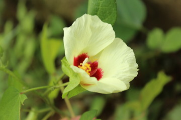 Obraz premium 和綿の花