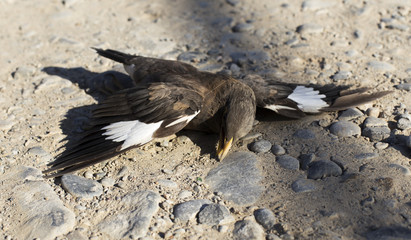 wounded bird on the ground