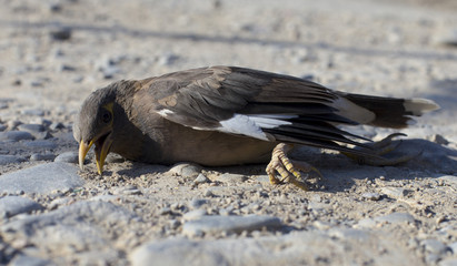 wounded bird on the ground