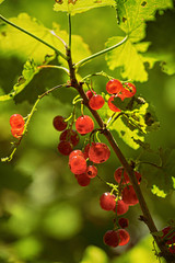 Red currant branch close-up on a green background