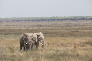 elephant in africa in a group
