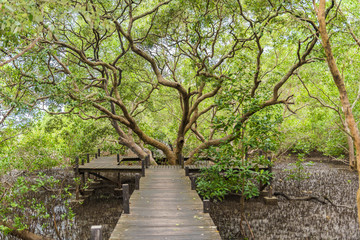 Mangroves inTung Prong Thong or Golden Mangrove Field at Estuary Pra Sae, Rayong, Thailand