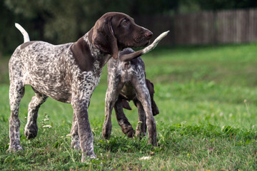 German Shorthaired Pointer, German kurtshaar two puppies age three months standing on the grass, one in a profile in full growth, the second behind, the back of the trunk is visible, wooden fence