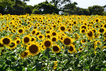 長崎鼻のヒマワリ