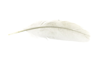 Fototapeta na wymiar bird feathers on a white background