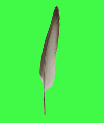 bird feathers on a green background