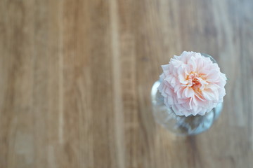 Blooming pink rose in glass vase put on wooden table, view from top,under morning light