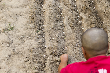 autumn, a man planting garlic in the garden