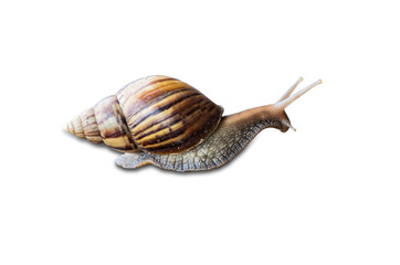 Big snail in shell crawling isolated on white background