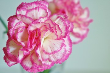 カーネーション