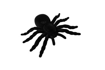Halloween Black spider isolated on white background
