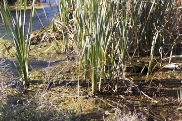 plant reeds on a creek