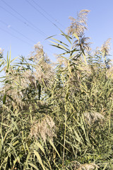 plant reeds on a creek
