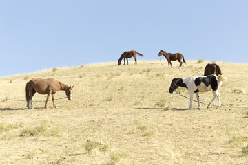Fototapeta premium autumn, horses in the pasture