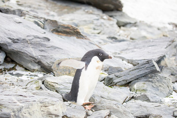 penguin in the arctic