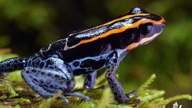 Reticulated Poison Frog (Ranitomeya ventrimaculata) on the rainforest floor in Ecuador.