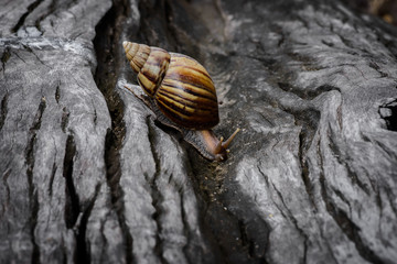 Big snail in shell crawling on Timber