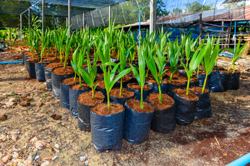 Young coconut small trees. preparations for such varieties for planting coconut trees