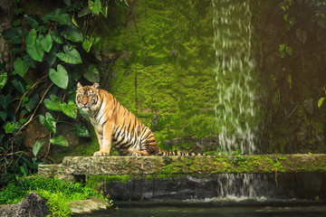 Bengal Tiger in forest