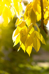 autumn, yellow leaves of trees