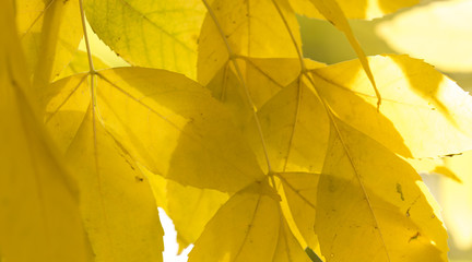 Obraz premium autumn, yellow leaves of trees