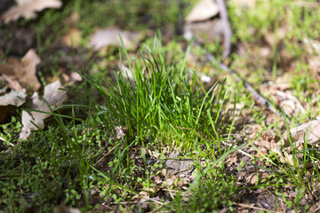 autumn, yellow leaves of trees