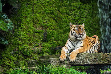 Bengal Tiger in forest