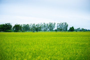 Countryside scenery of rice field