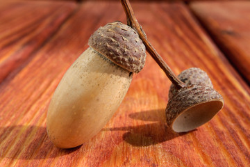 Fruit of oak acorn on wooden background Selective focus