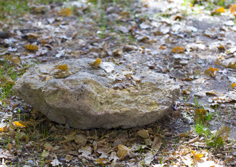 autumn, fireplace and yellow leaves of trees