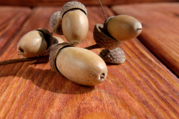 Oak acorns close up on wooden background Selective focus