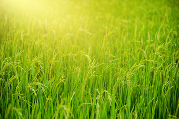 Countryside scenery of paddy rice field
