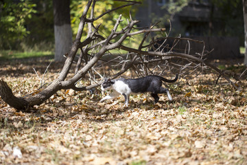 A happy cat walks through the leaves in the fall, enjoying the good weather