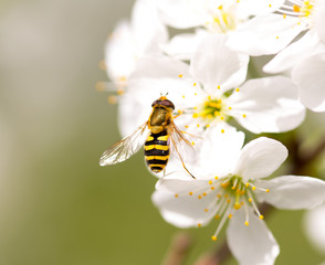 Bee on a flower of a white cherry
