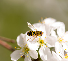 Bee on a flower of a white cherry