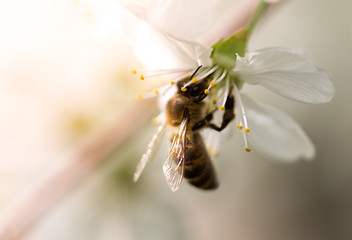 Bee on a flower of a white cherry