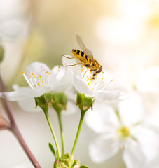 Bee on a flower of a white cherry
