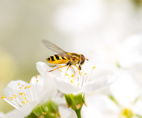 Bee on a flower of a white cherry