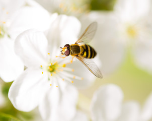 Bee on a flower of a white cherry
