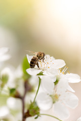 Bee on a flower of a white cherry