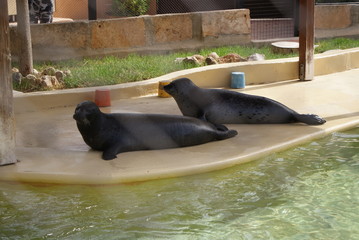 Fototapeta premium Pareja de foca común fuera del agua descansando sobre plataforma en recinto de zoo marino, Mallorca. Focas en parque zoológico de animales, cuidado de mamíferos marinos, turismo de verano.